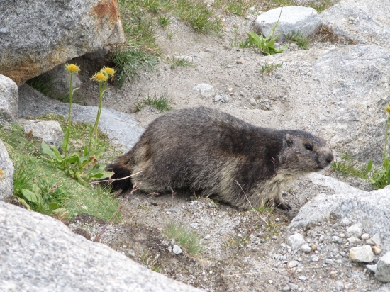 Marmota marmota