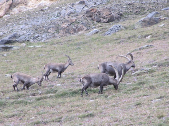 Kozorozce pod Monte Rosou