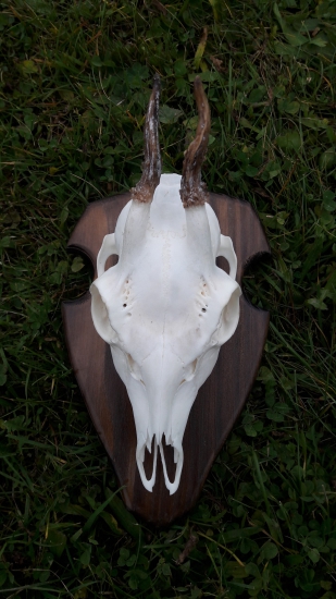 Srnec 1 VT - môj prvý