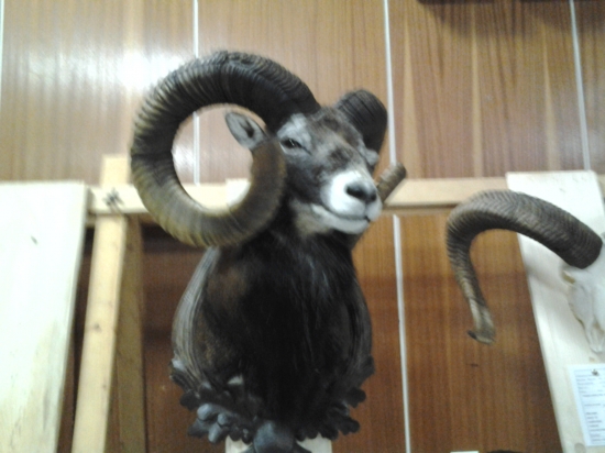 chovatelska prehliadka