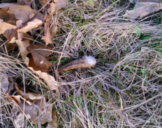 Dačo nám obhrýzlo gaštan :)