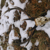 Pravdepodobne nedohladany z ruje. Nepravydelny 10 torak