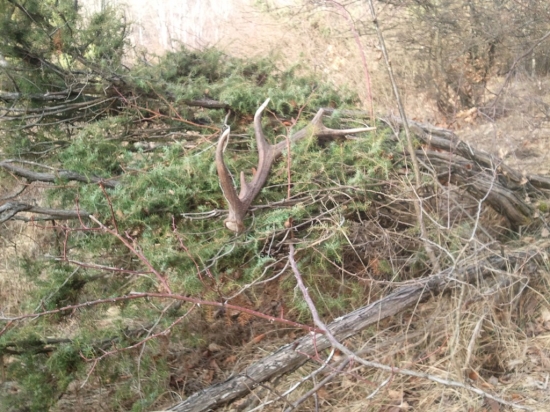 Konečne som ho zdvihol...