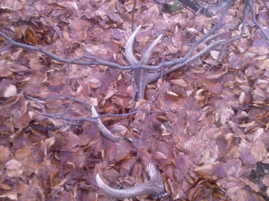 ešte stale sa daju najst aj Večšie