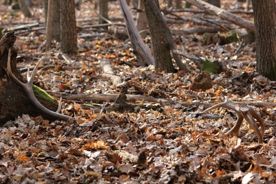 Keď sa pošťastí.