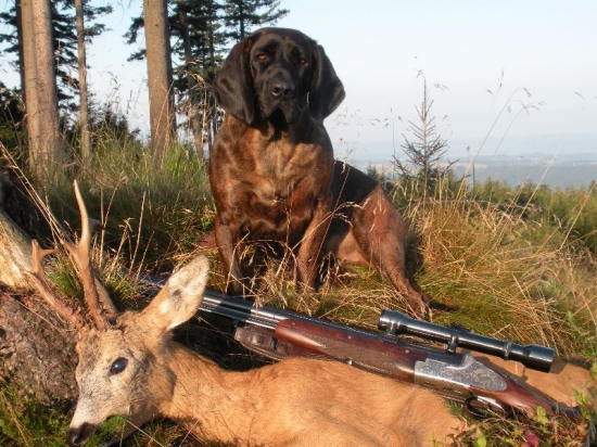 Stařec z hřebenů ... 8+