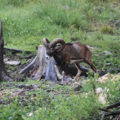 Muflon ( Vavřinec )  - 5 až 6 let