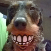 nová protéza