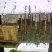 Aspoň troška sena sme boli dať