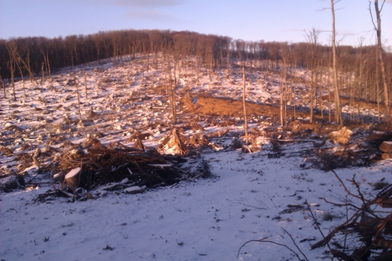 Malé Karpaty po kalamite