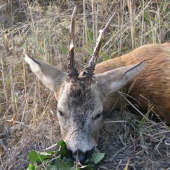 Starý pán z anfasu