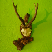podložka 1