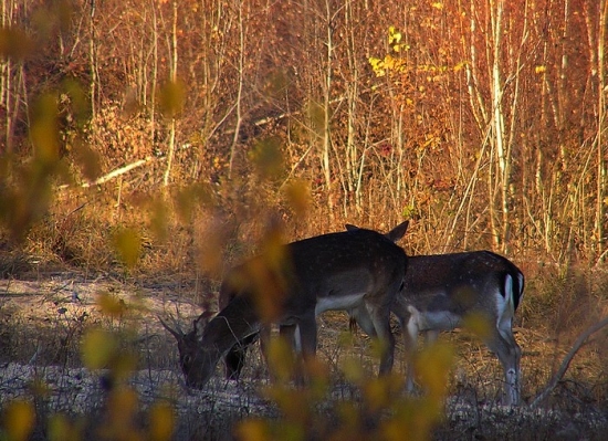spoza kríčka...:-)