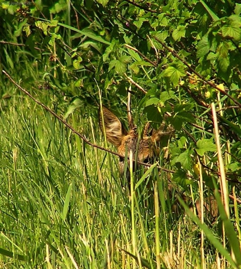 Na pravé poludnie.....