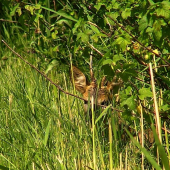 Na pravé poludnie.....