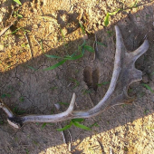 dnes na políčku...