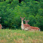 2+1