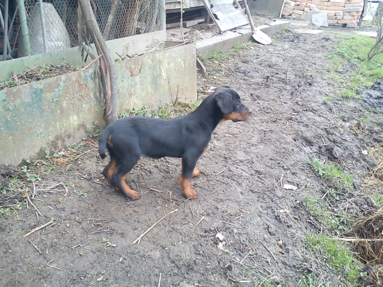 Moj mlady Slovensky Kopov