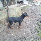 Moj mlady Slovensky Kopov