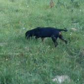 Beny na stope