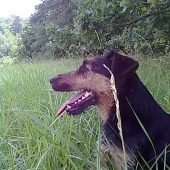 Sara