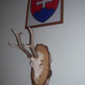 srnec
