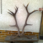 18-torak
