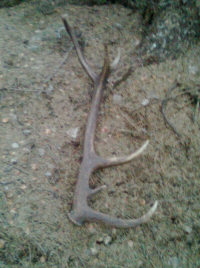 12 torak