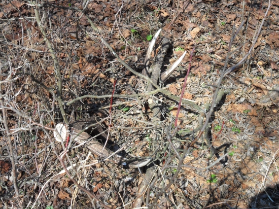 Po roku dohľadaný pár.