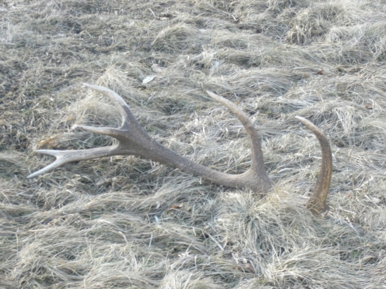 druhy na mojej prechádzke