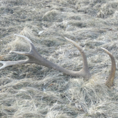 druhy na mojej prechádzke