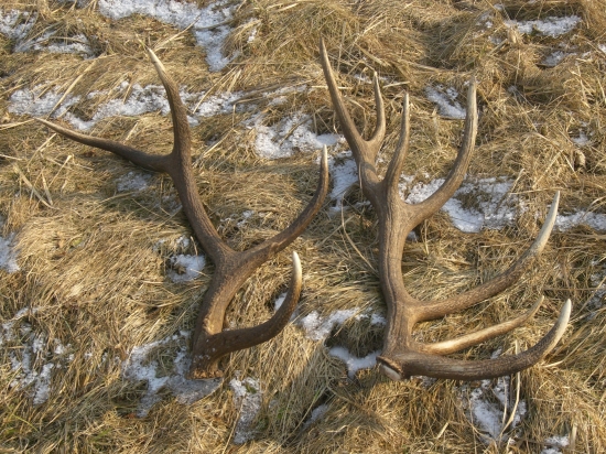 šťastie na prechádzke