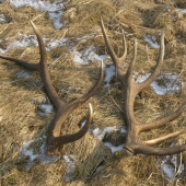 šťastie na prechádzke