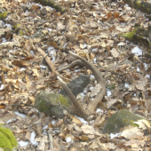 kúsok pod chodníkom