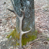 2.50 kg