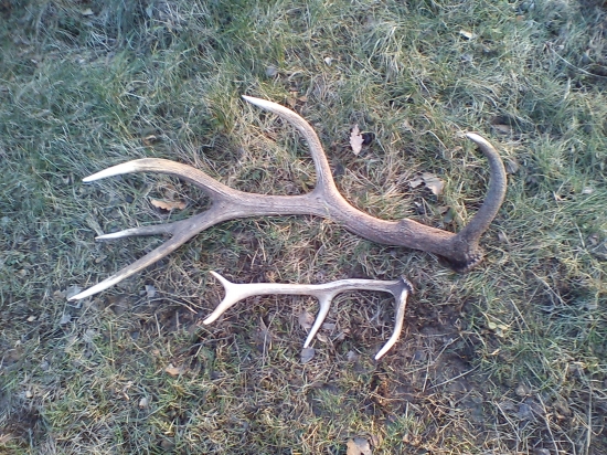 keď sa darí tak sa darí......