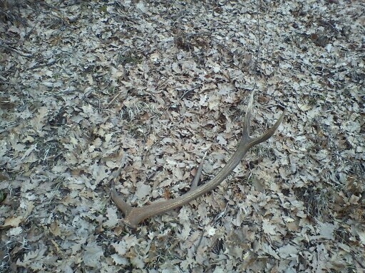 až my srdiečko poskočilo