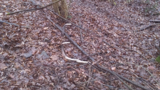 dnešná prechádzka