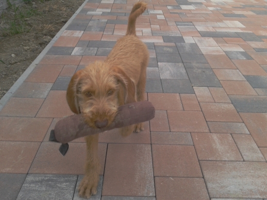 nastavajuci pomocnik