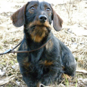 Agi z Ipeľského Brodu - 7 mesiacou