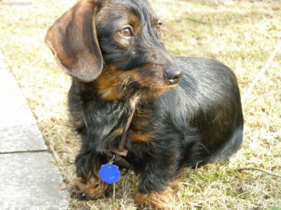 Agi z Ipeľského Brodu - 7 mesiacou