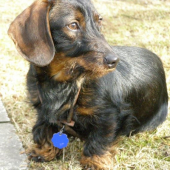 Agi z Ipeľského Brodu - 7 mesiacou