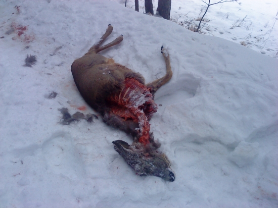 čo to mohlo byt ? žeby rys ??