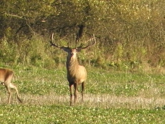 jeleň