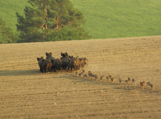 starší majú prednosť :D