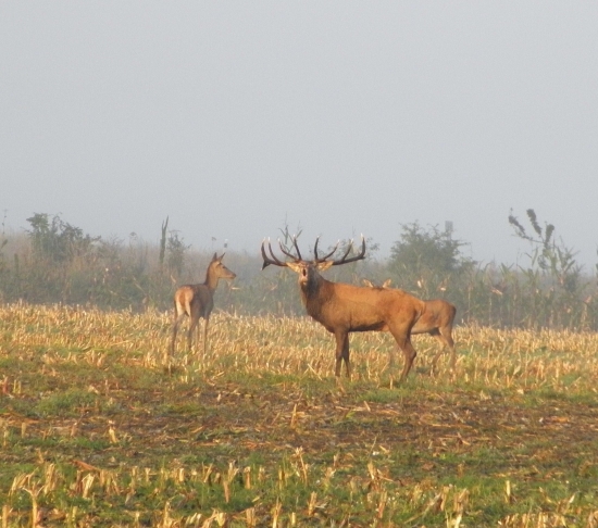 Vrátiť to späť !