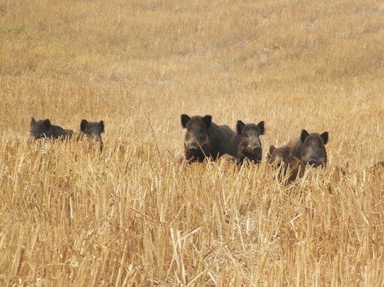 Vytratili sa od nás