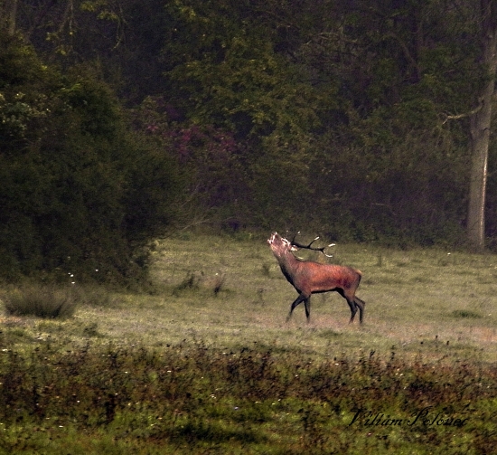 Atmosféra ruje 2011