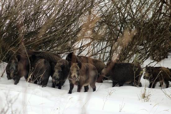 Konečne diviaky !! :)