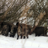 Konečne diviaky !! :)